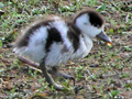 Common Shelduck